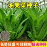 【全店满5包送一包】【油麦菜种子】蔬菜种子红油麦菜绿油麦菜商品图