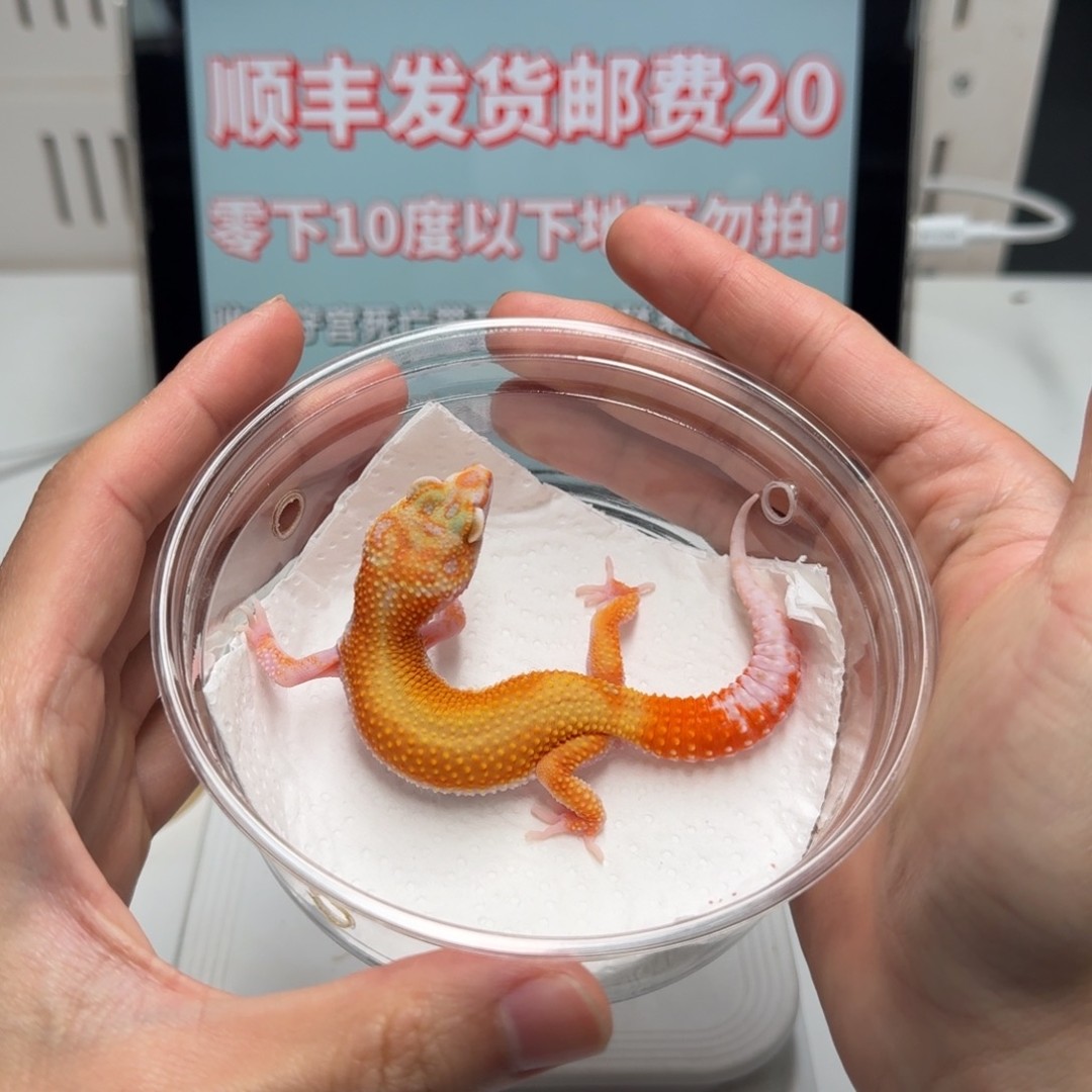 豹纹守宫白黄雨水红直线妹妹商品图