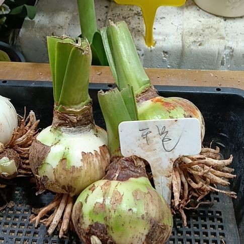 无花朵干邑7+发一个商品图