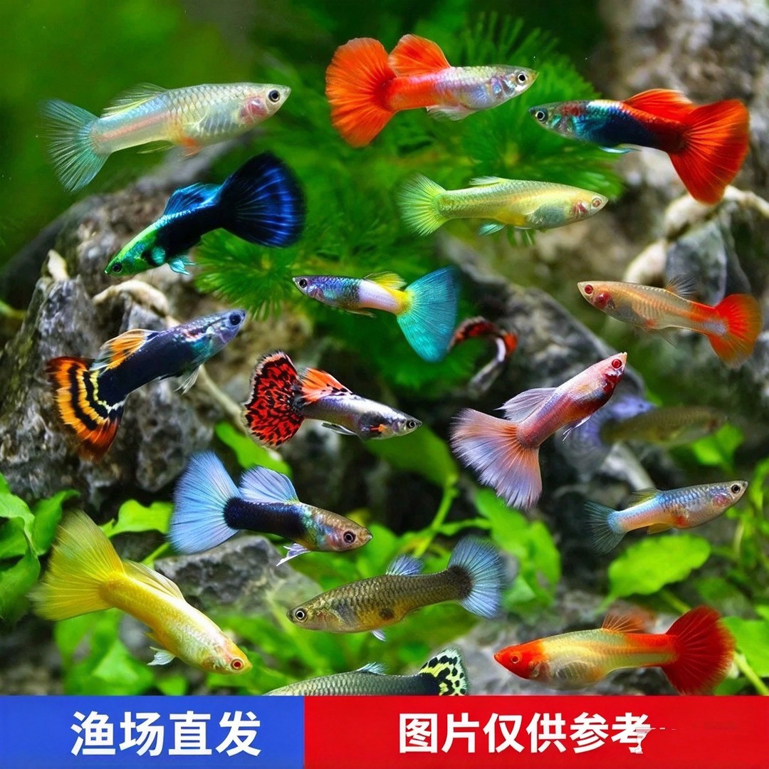家养孔雀鱼热带观赏鱼活体淡水好养耐活新手水族小宠物商品图