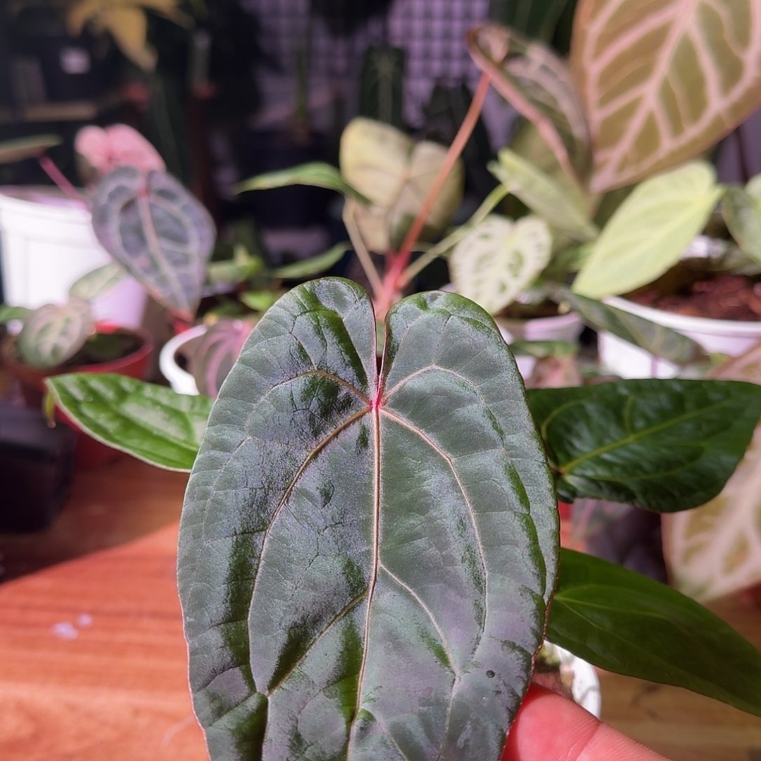 不开花植物黑桃波特杂黑凤凰A759商品图