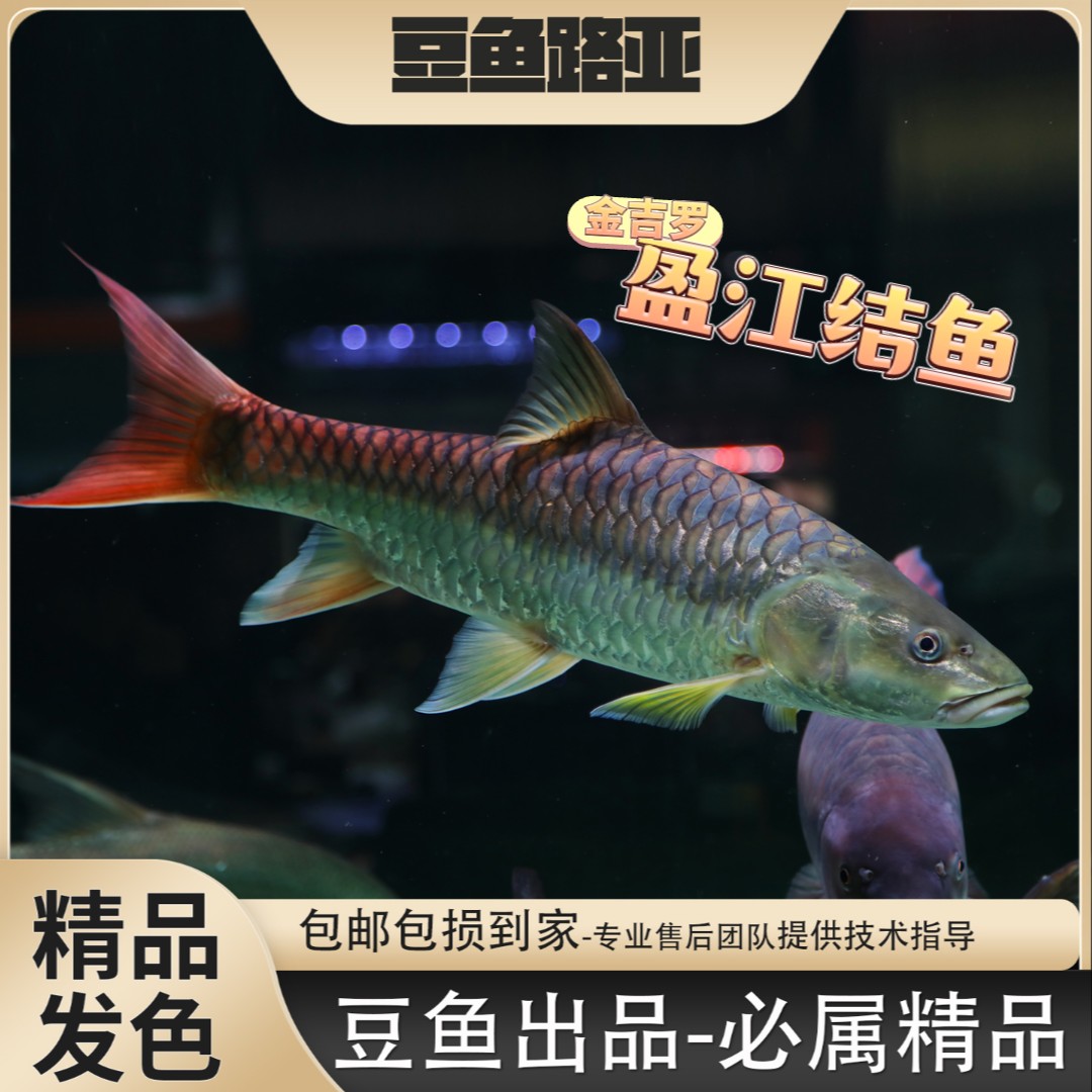 【盈江结鱼】盈江结鱼金吉罗鱼蓝吉罗观赏鱼小鱼苗保真包邮包损商品图