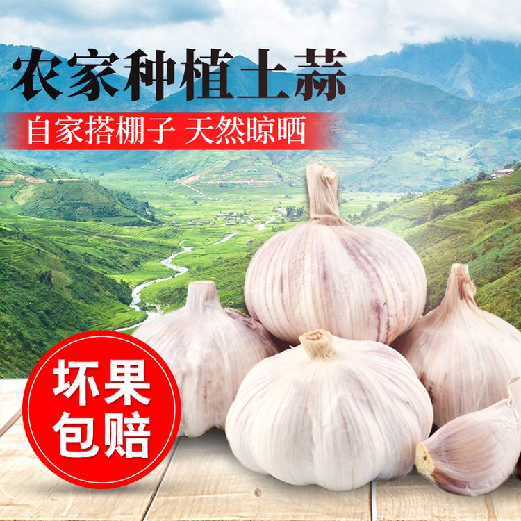 【降价了！好大蒜】2026年大蒜果干蒜大蒜头新蒜批发价白紫皮新蒜头商品图
