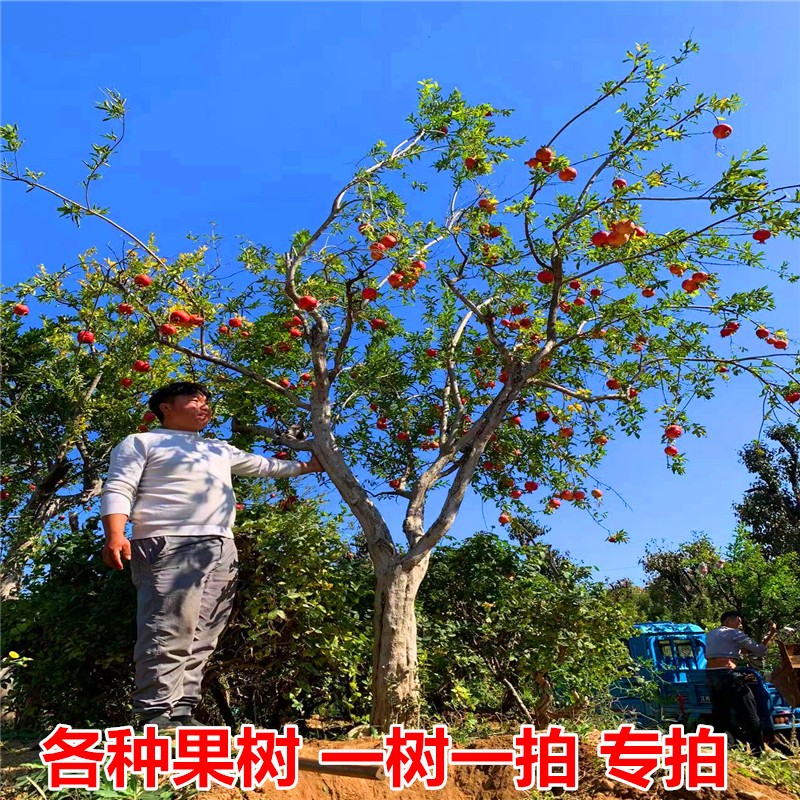 石榴树柿子树等各种果树苗一树一拍大红袍石榴树火晶脆甜柿子树商品图