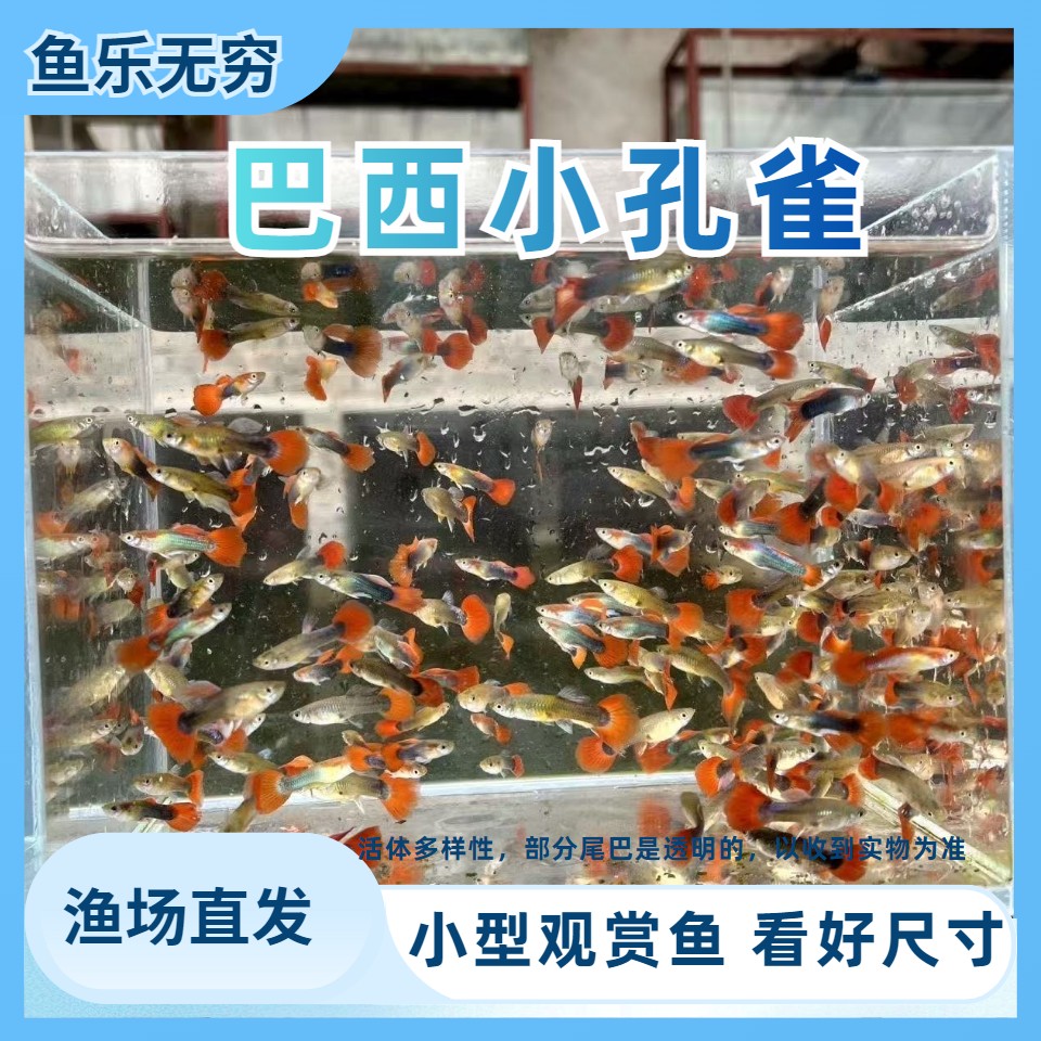 孔雀鱼凤尾鱼小型观赏小鱼好养耐活热带淡水小鱼杂袍练手金鱼活体商品图