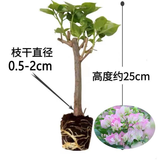 新【买3送1】三角梅盆栽四季开花基地直发三角梅苗勤花爬藤阳台好养商品图