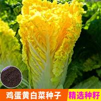 【全店满5包送一包】【鸡蛋黄白菜种子】黄心大白菜种子蔬菜种子大白商品图
