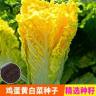 【全店满5包送一包】【鸡蛋黄白菜种子】黄心大白菜种子蔬菜种子大白商品图