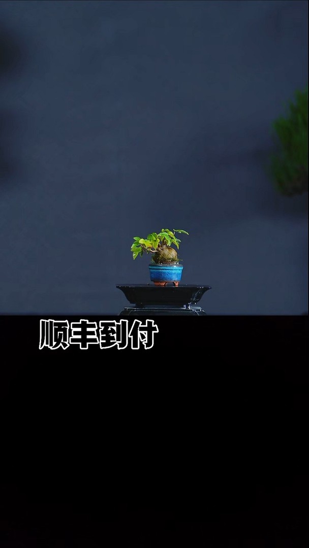 无花朵唐枫bubaoyou商品图