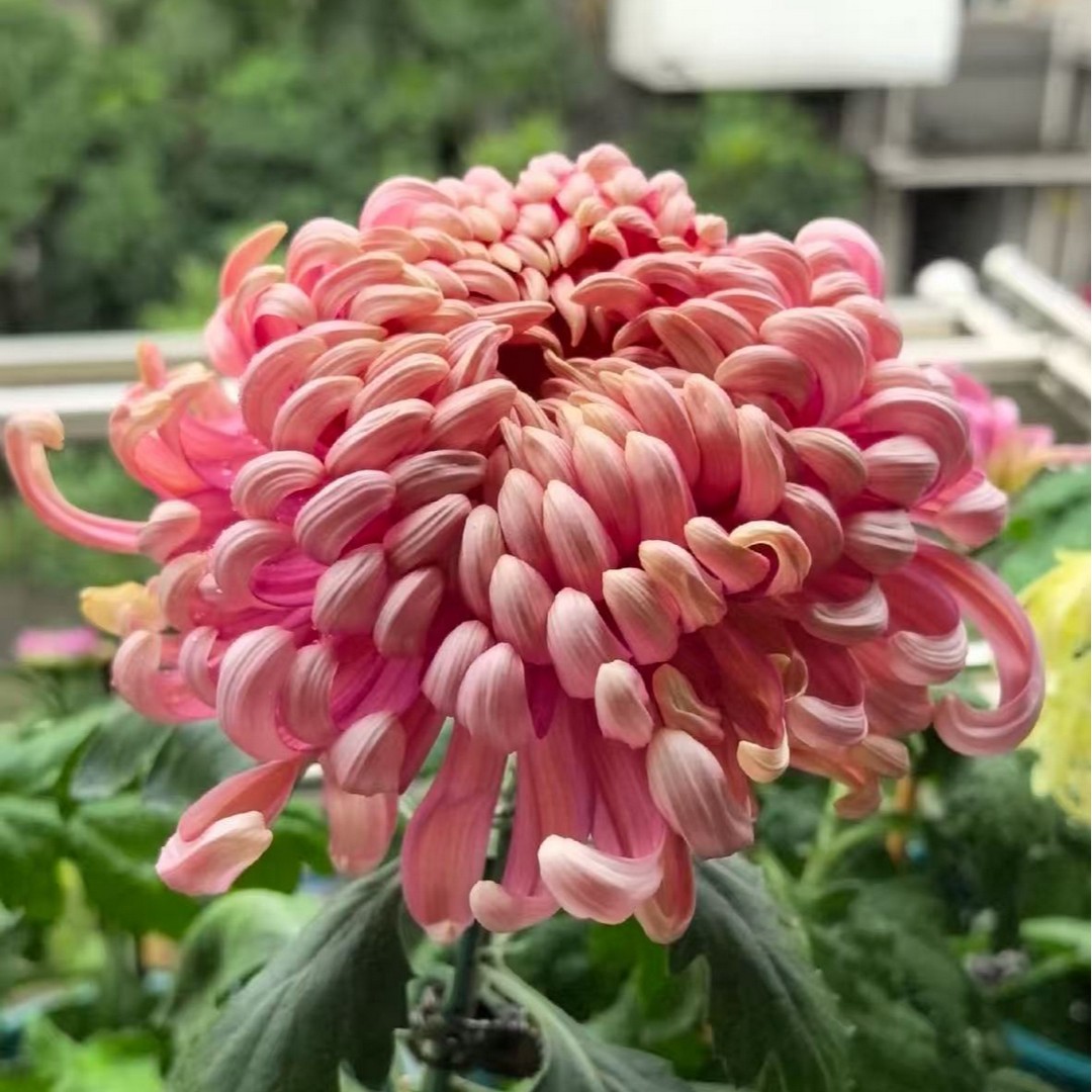 [沉香台]半成品菊花 大菊带盆带土发货 九月富贵大菊商品图
