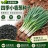 【S】小香葱种子春季阳台盆栽庭院农家作物播种植分葱疏蔬菜种商品图