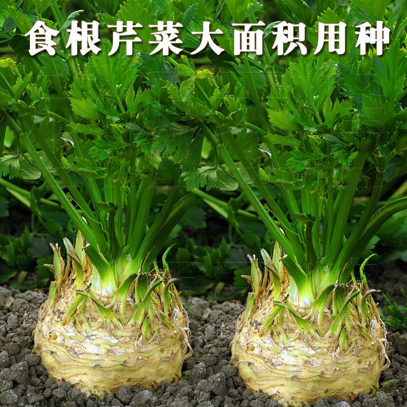 四季根芹菜种子高产芹菜籽四季盆栽价格¥13.90佣金30.00%约¥4.17