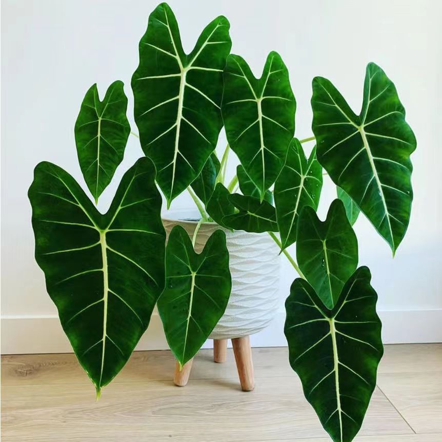 绿天鹅绒海芋进口稀有北欧室内观叶植物热带绿植盆栽好养商品图
