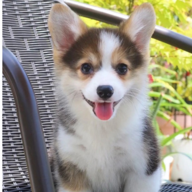 【顺鑫犬业】柯基宠物柯基犬幼犬小狗边牧狗狗直播成交链接商品图