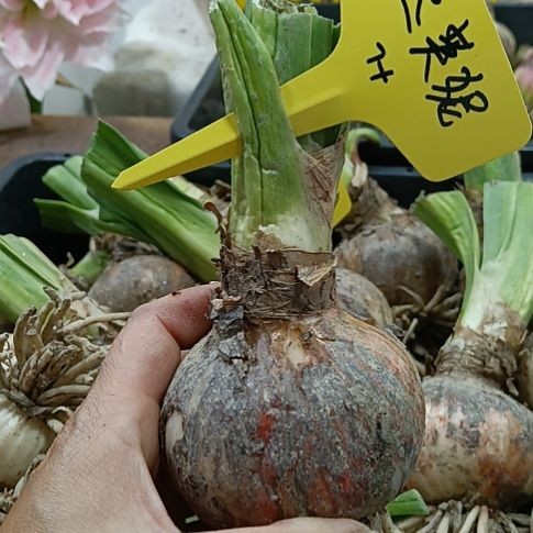 无花朵达芙妮7+发一个商品图
