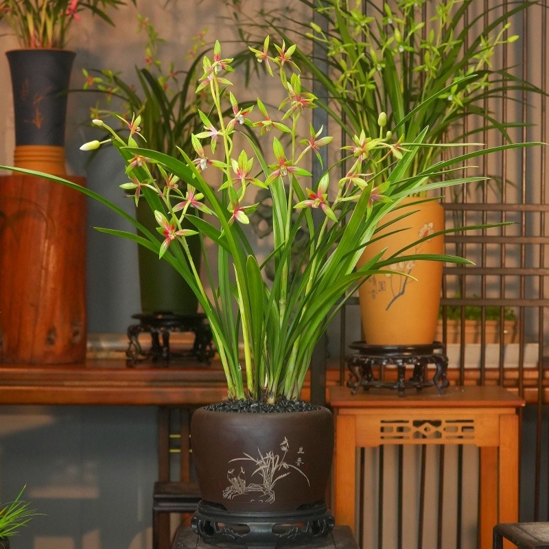 建兰铭品【峨眉仙子】 带紫砂盆 幽香兰花 室内外好养易活商品图