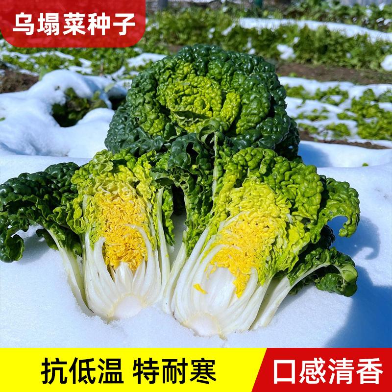 乌塌菜种种子种籽四季白菜冬天青菜蔬菜子黑菜秋冬季菜籽阳台种植价格¥9.90佣金25.00%约¥2.48
