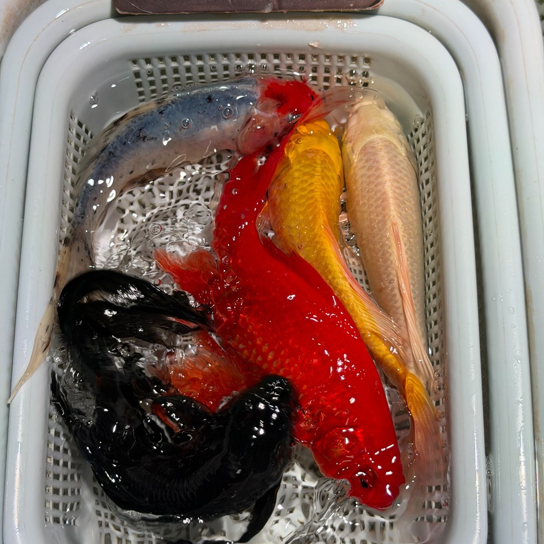【顺丰包邮】13-15厘米黄1红草金1黑1白1花草1共五条锦鲤蝴蝶观赏鱼商品图