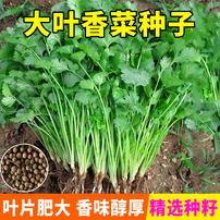【全店满5包送一包】【大叶香菜种子】耐抽薹芫荽种籽蔬菜种子商品图