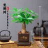 【发财树】20-30cm室内好养护懒人桌面古风盆栽花卉绿植物观叶耐旱商品图