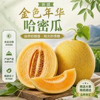 （新疆直发）正宗新疆哈密瓜金色年华哈密瓜新鲜脆甜多汁商品图