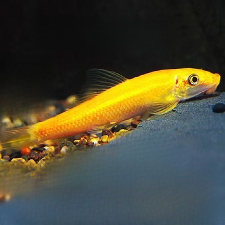 好养耐活金苔鼠鱼清洁鱼热带鱼小型观赏鱼清道夫鱼饲料水族用品商品图