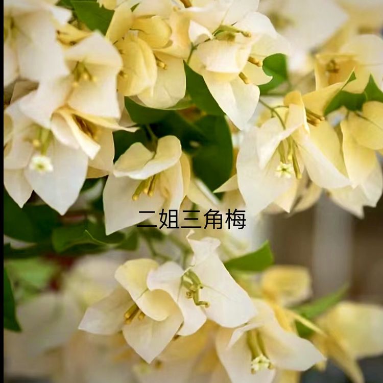 新品｛苏瓦娜｝蛋黄转变奶黄，勤花丰花品种一加仑盆！商品图
