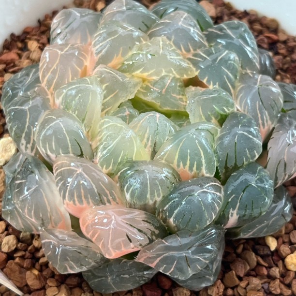 《448湖斑湖水玉露锦》多肉植物一物一拍带盘发货商品图