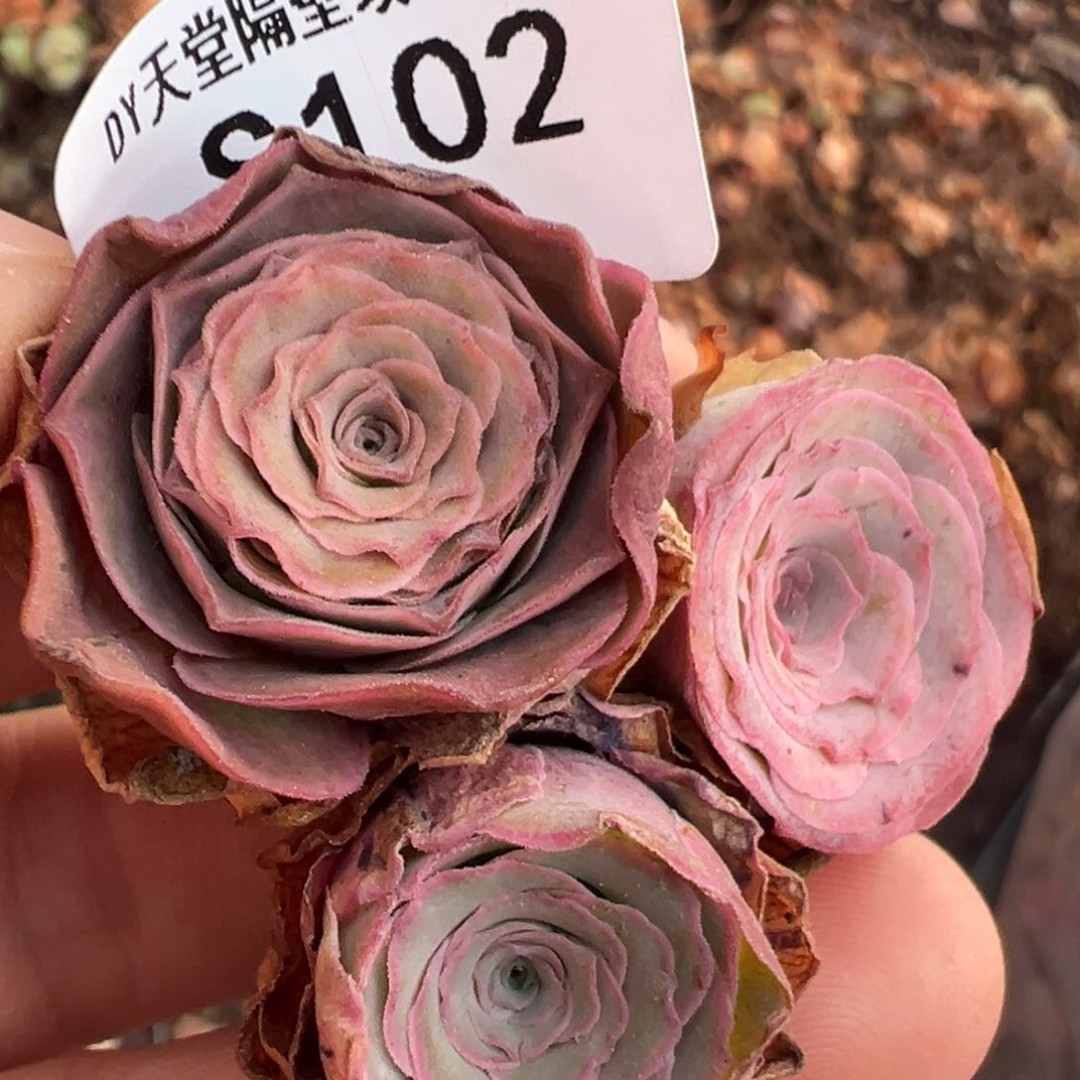 三碗102    观察不知名福利商品图