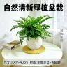 吉姆蕨网红植物卧室盆栽绿植室内净化空气水培蕨类观叶好养盆栽花商品图