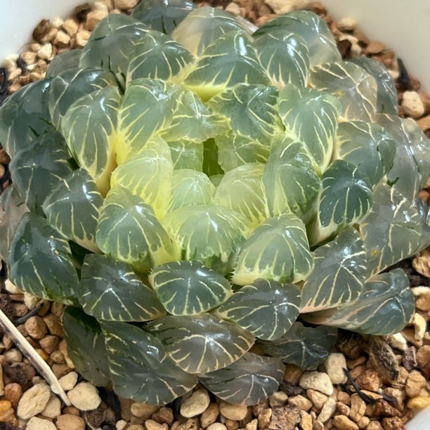 265湖斑湖水玉露锦多肉植物一物一拍带盘发货商品图