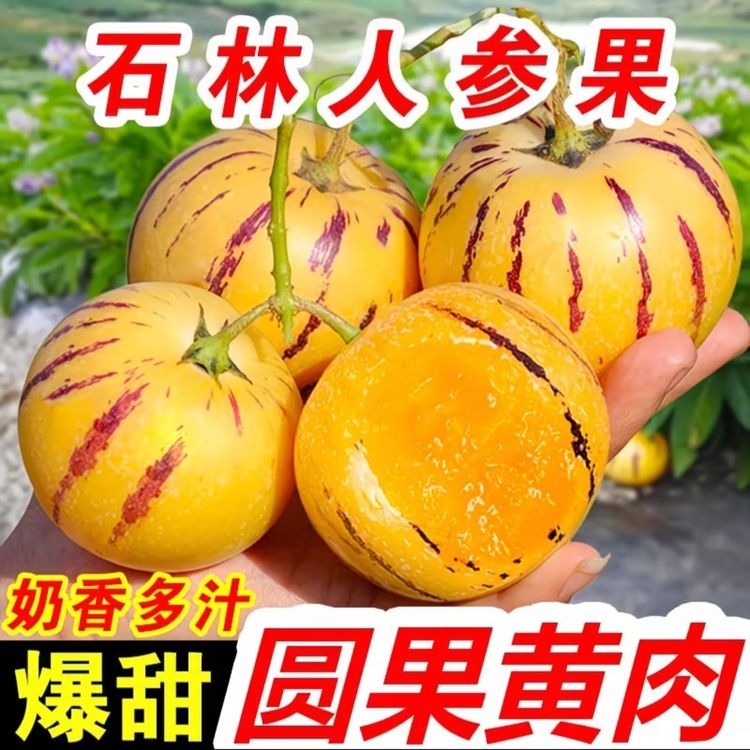 【树上熟】云南石林人参果树熟新鲜采摘香甜爆汁DS1商品图