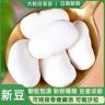 【抢两斤】云南大白芸豆五谷杂粮健康粗粮可煲汤的营养豆类当季新豆商品图