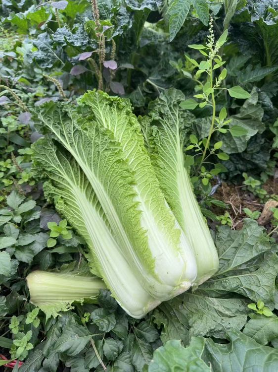 【现砍高原夏菜】贵州高山露天自然生长青口白白菜新鲜蔬菜商品图