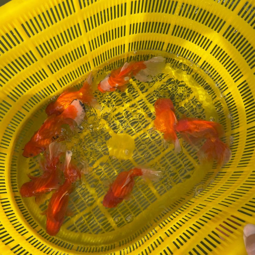 精品三色玛丽泰式金鱼活鱼百褶观赏鱼高级好养耐活冷水鱼商品图