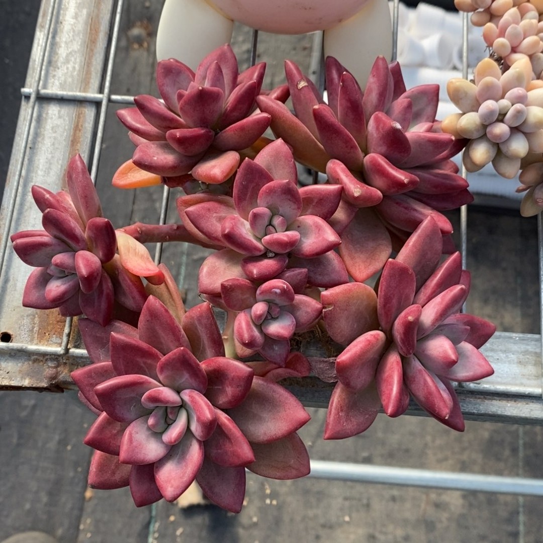 一物一拍 赫菲斯托老桩七头大群商品图
