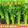 【全店满5包包邮】四季小香芹菜种子芹菜种子香味浓郁实心芹菜种商品图