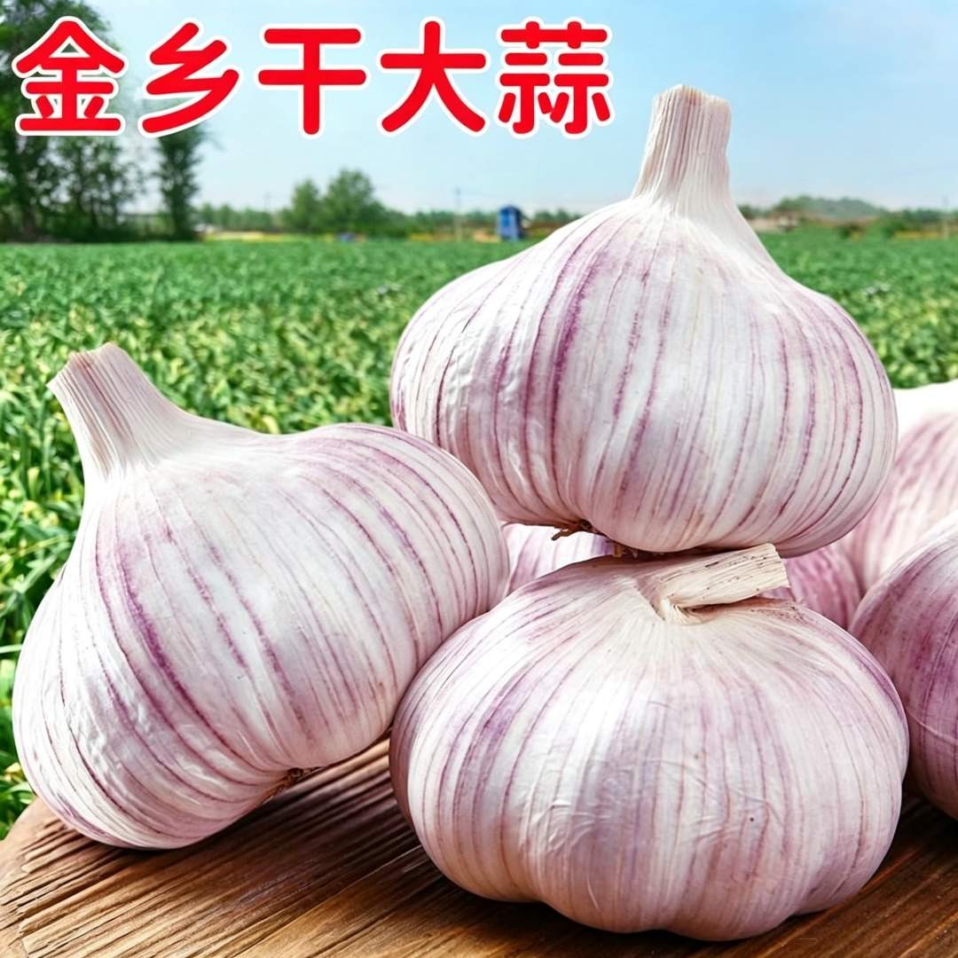 【嘉祥邮政新干蒜】山东大蒜头新鲜山东大蒜金乡自种大蒜香辣味足商品图