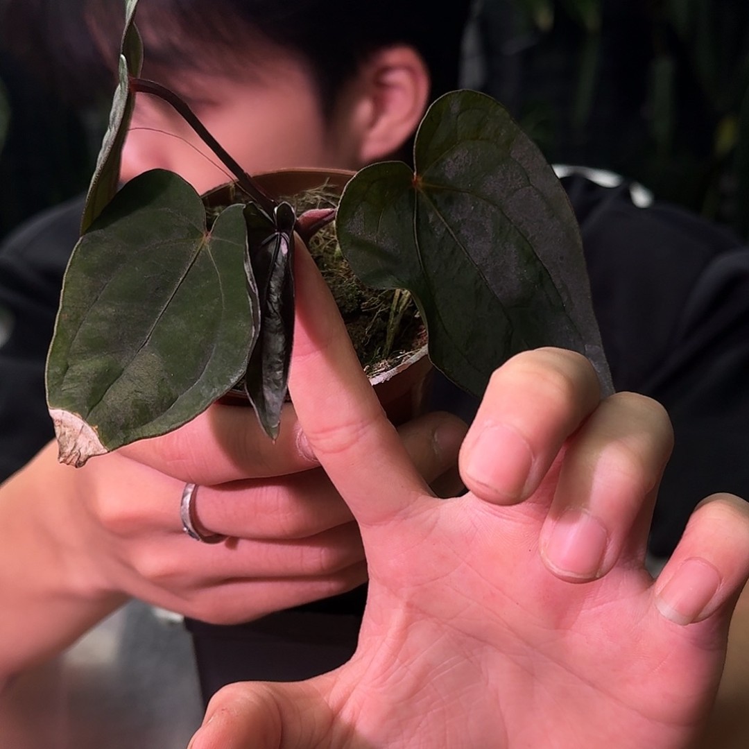 不开花植物A758夜龙杂午夜魅影商品图