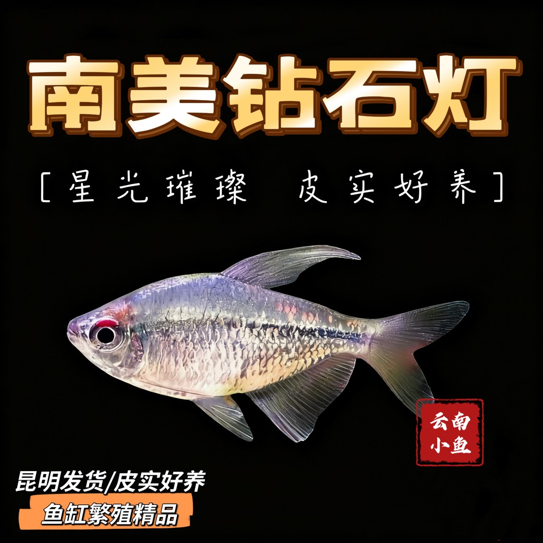 鱼缸繁殖精品南美钻石灯鱼热带淡水观赏鱼群游属性高适合各种缸体商品图