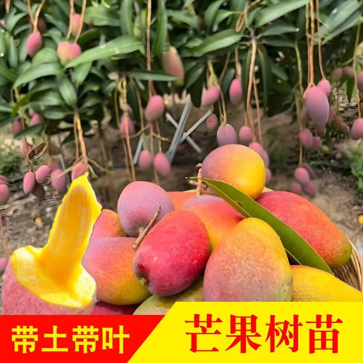【超值补贴】芒果苗金煌台农桂七四季芒红贵妃嫁接芒果树苗地栽盆栽商品图