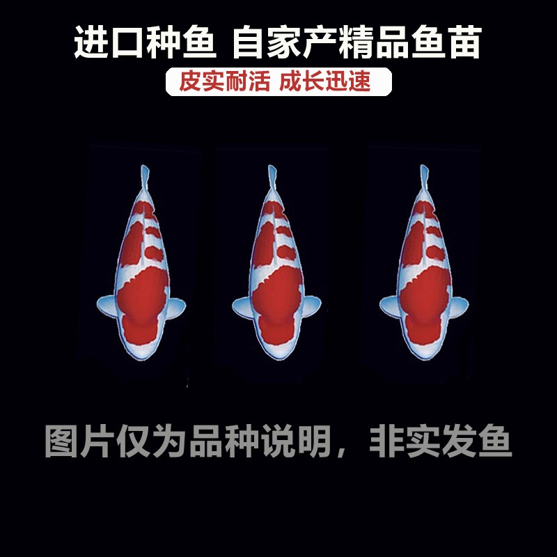 【定制链接】日本血统锦鲤坂井种鱼红白品种1-3cm精品锦鲤商品图