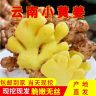 正宗云南高山小黄姜山地种植当季新姜辛辣浓郁月子姜土姜蔬菜商品图