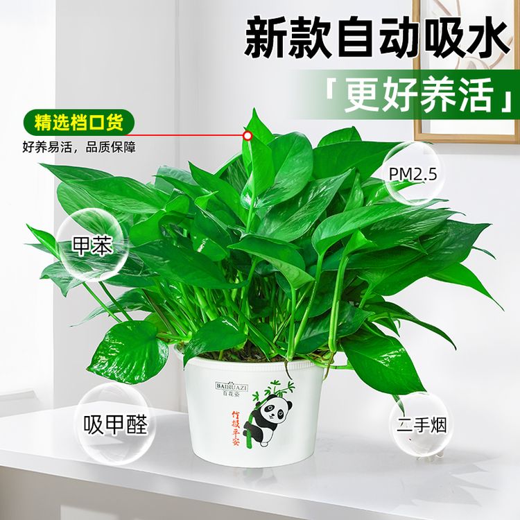 【基地福利】180#绿萝新房除甲醛净化空气室内盆栽好养绿植基地直发商品图
