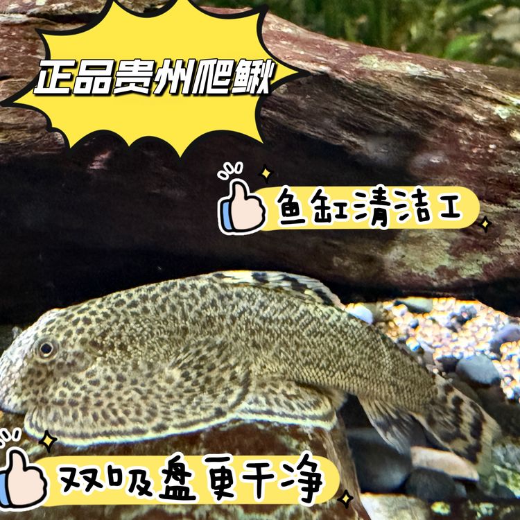 贵州爬岩鳅双吸盘原生冷水清道夫琵琶鱼除藻好养耐活工具观赏鱼商品图