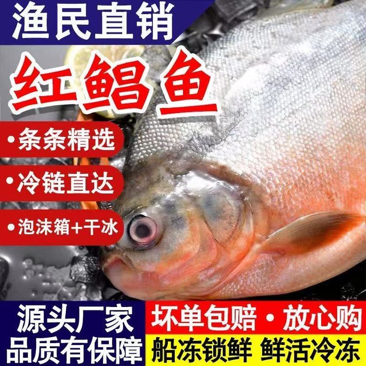 正宗特大大红鲳鱼生鲜平鱼整箱新鲜平鱼鲜活速冻可试吃一条商品图