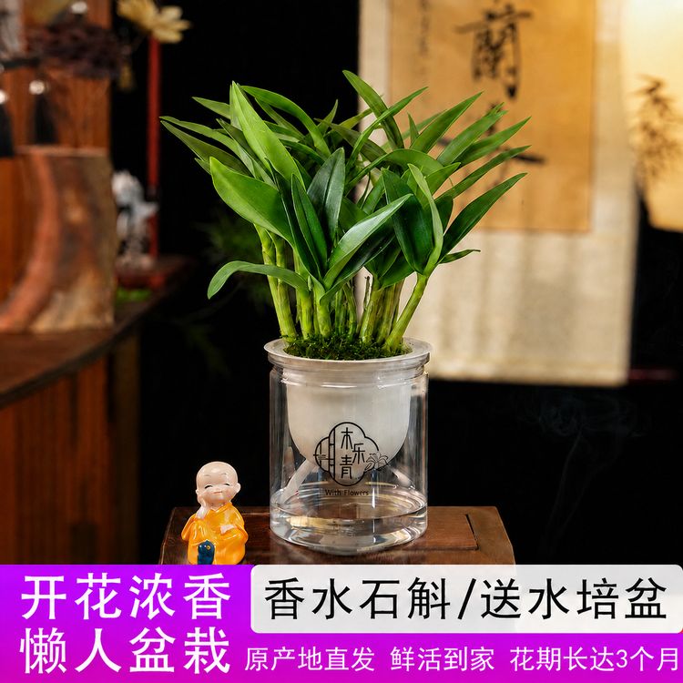 【精品青苗】香水石斛兰 精品澳洲石斛 浓香型 桌面水培盆栽商品图