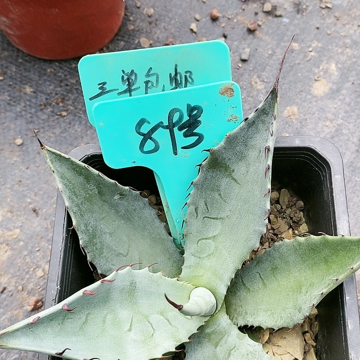 【闪购商品】当前无花朵，栽培后可花朵龙舌兰虚空杂交商品图