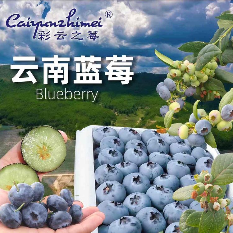 【云南蓝莓】云南脆甜酸甜花果香蓝莓大果果肉饱满净重600g顺丰空运商品图