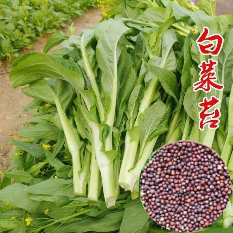 【奶油白菜苔种子】阳台盆栽庭院小菜园种植四季易种蔬菜种商品图